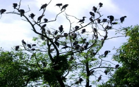Vườn chim Cà Mau: Điểm du lịch sinh thái trong lòng thành phố