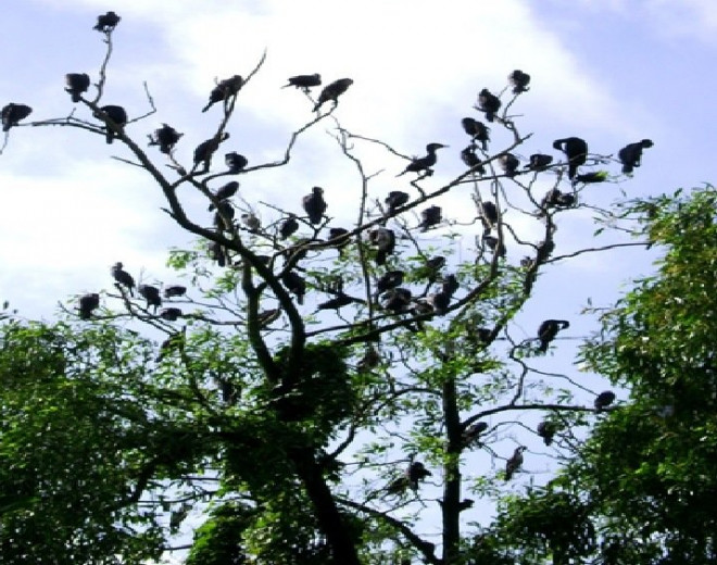 Vườn chim Cà Mau: Điểm du lịch sinh thái trong lòng thành phố